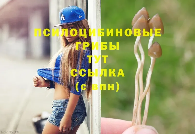 Галлюциногенные грибы Psilocybe  купить наркотик  Закаменск 